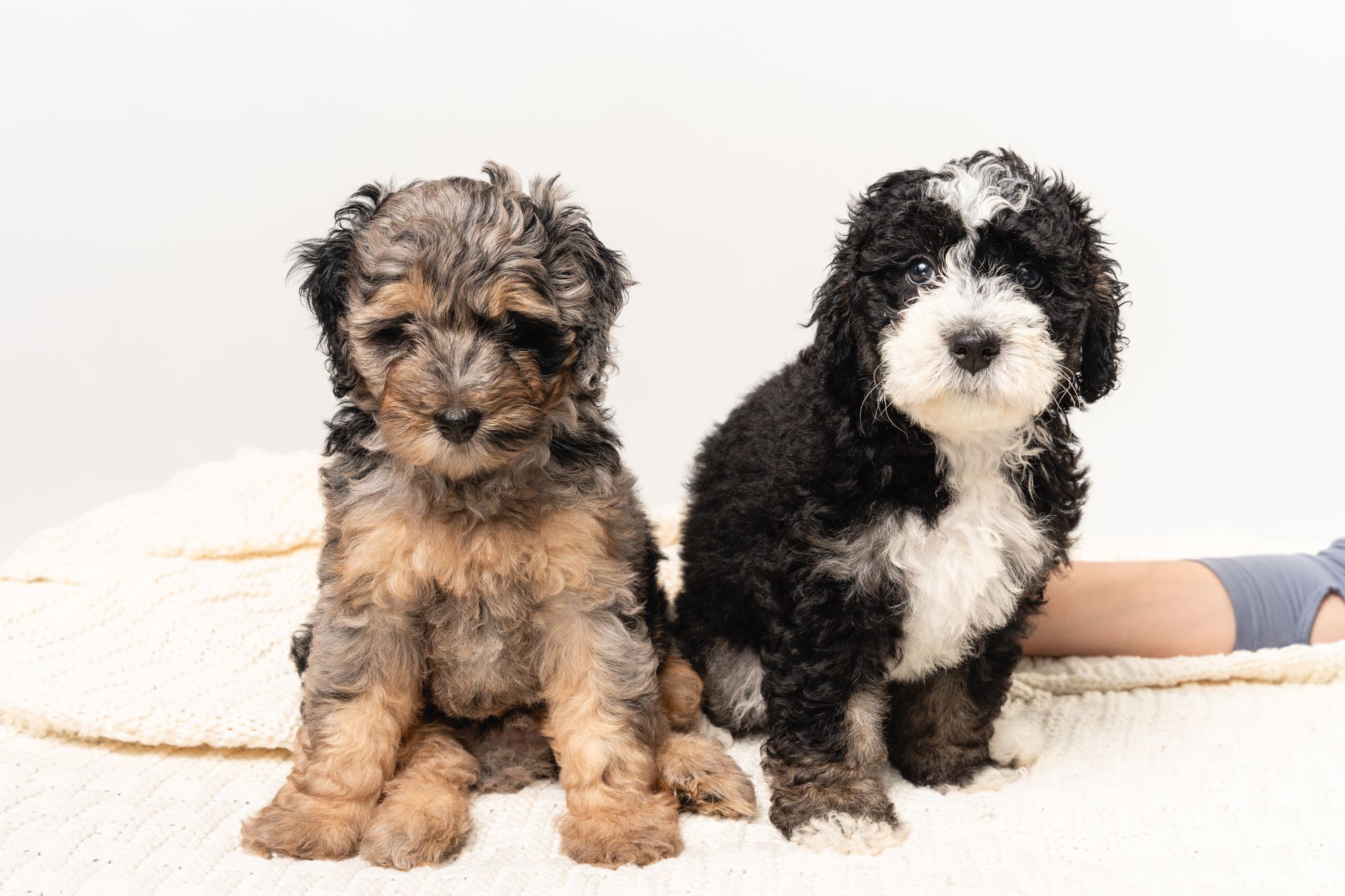 Two cute Bernedoodle puppies sitting on a cozy white blanket indoors.