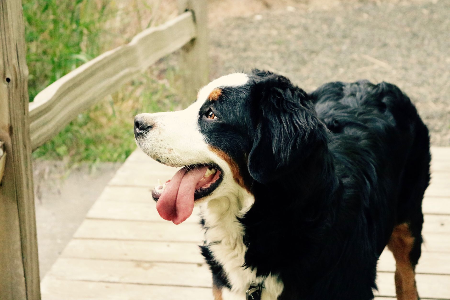 Profile view of a Bernese Mountain Dog standing on a wooden bridge outdoors.